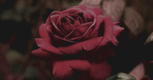 Featured image depicting a burgundy rose for the "Rose Concept: The Dancer of The Fallen Leaves" blog post.