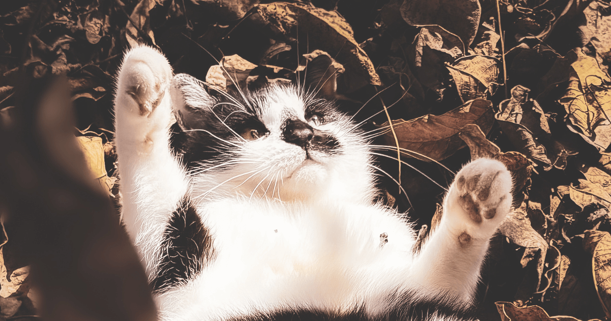 Cat playing with the fallen leaves in October – featured image for the multisensory Ethereal Storytelling mini atmosphere: "Copper Light - An Ethereal Spark" authored by Light By Viktoria.