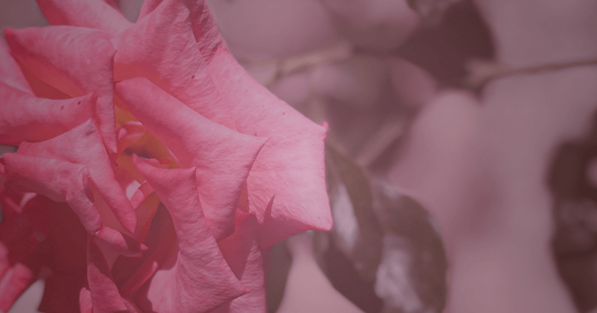 Fragrant pink roses of summer in the deserted castle courtyard – featured image for the multisensory Ethereal Storytelling mini atmosphere: “Noontide Stillness - An Ethereal Spark”.
