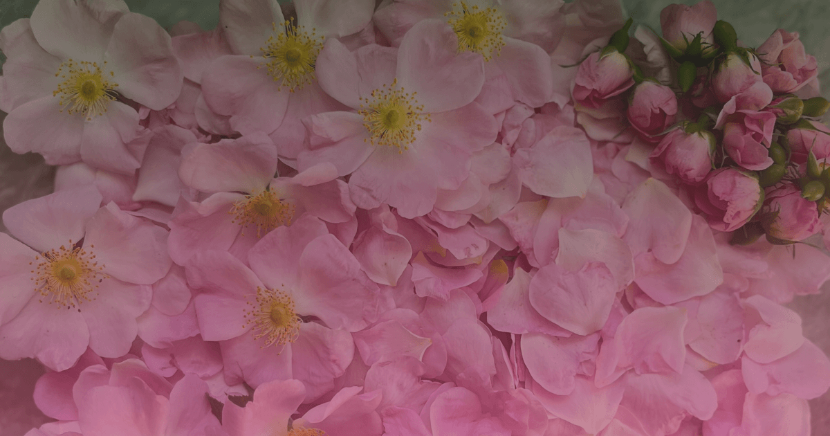 Fragrant pink wild rose blooms and delicate buds scattered artfully – featured image for the multisensory Ethereal Storytelling mini atmosphere: “Sunday Bloom - An Ethereal Spark”.